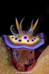 A colorful nudibranch crawling on a coral. Took this shot... by Penn De Los Santos 